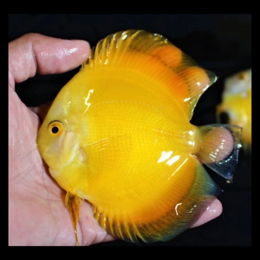 2 Piece ₹3800 Solid Yellow Discus Fish